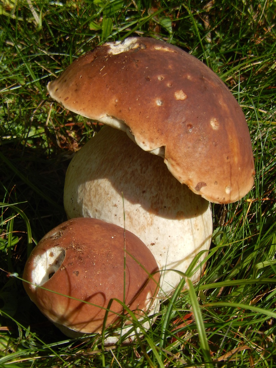 Porcini protagonisti d’autunno: idee sfiziose e piatti gustosi per riscoprire la stagione