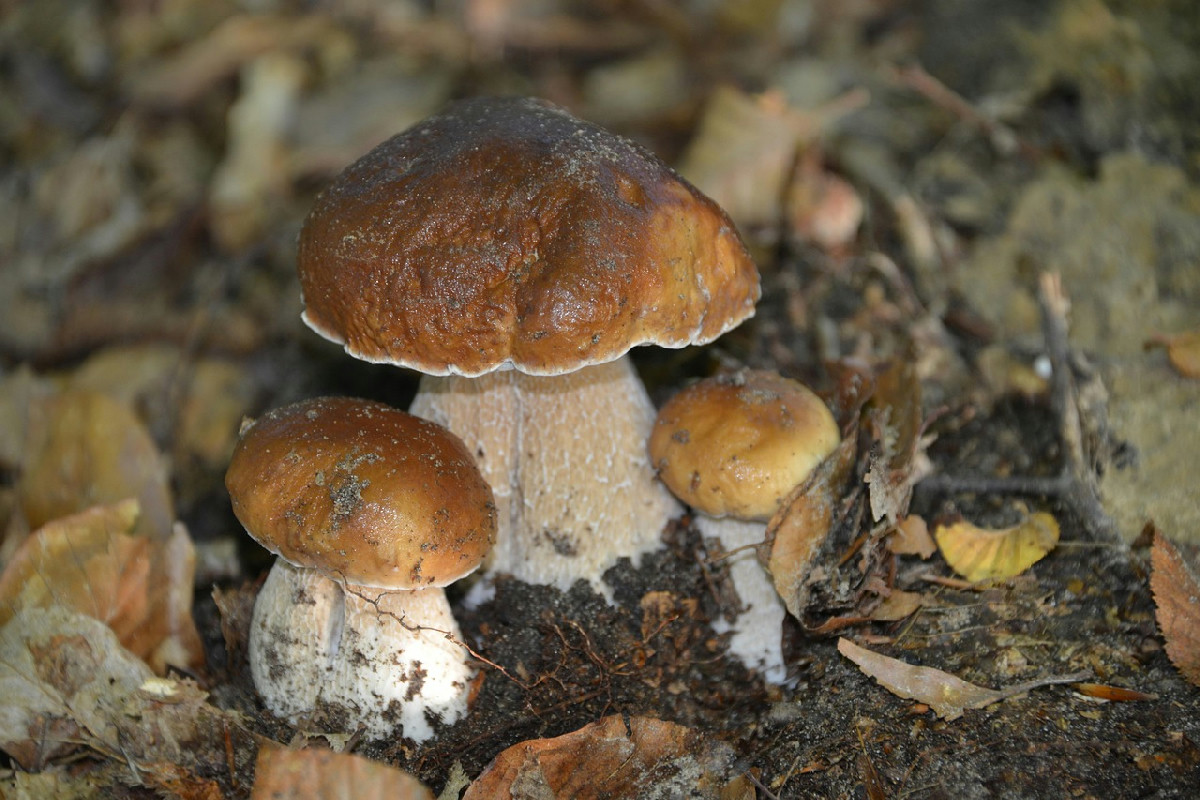 Porcini protagonisti d’autunno: idee sfiziose e piatti gustosi per riscoprire la stagione